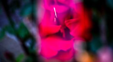 Ga naar Photo Challenge 19 - Close Up